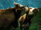 Cows001.jpg (168820 bytes)