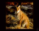 Lynx001.jpg (174844 bytes)
